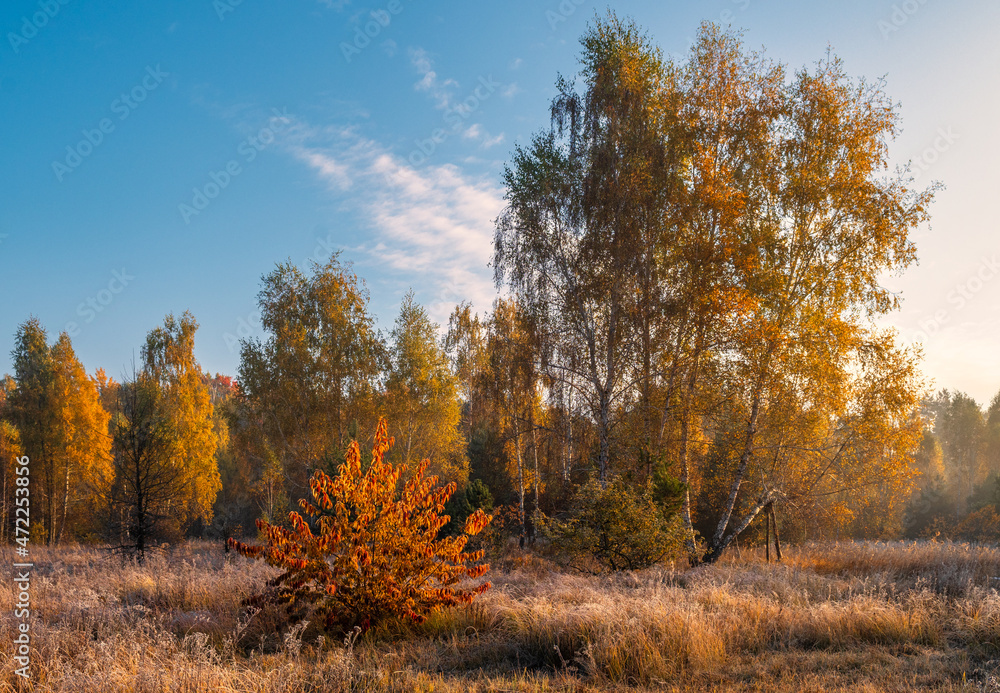 Nice autumn day. The trees are decorated with autumn colors. Nice autumn day. The trees are decorated with autumn colors.