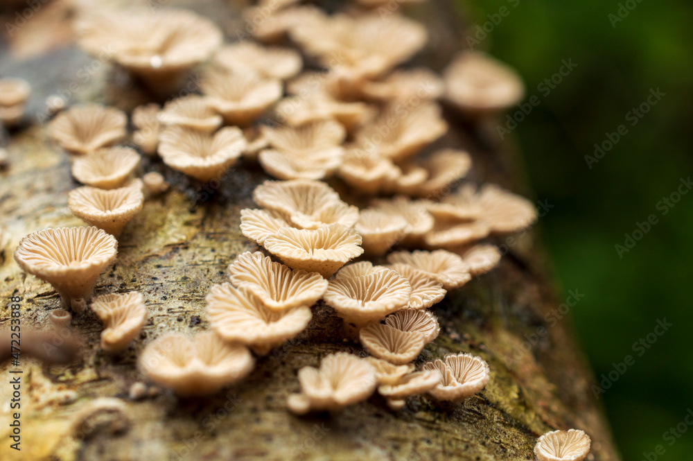 Mushrooms on wood with some parts in focus forming a beautiful background
