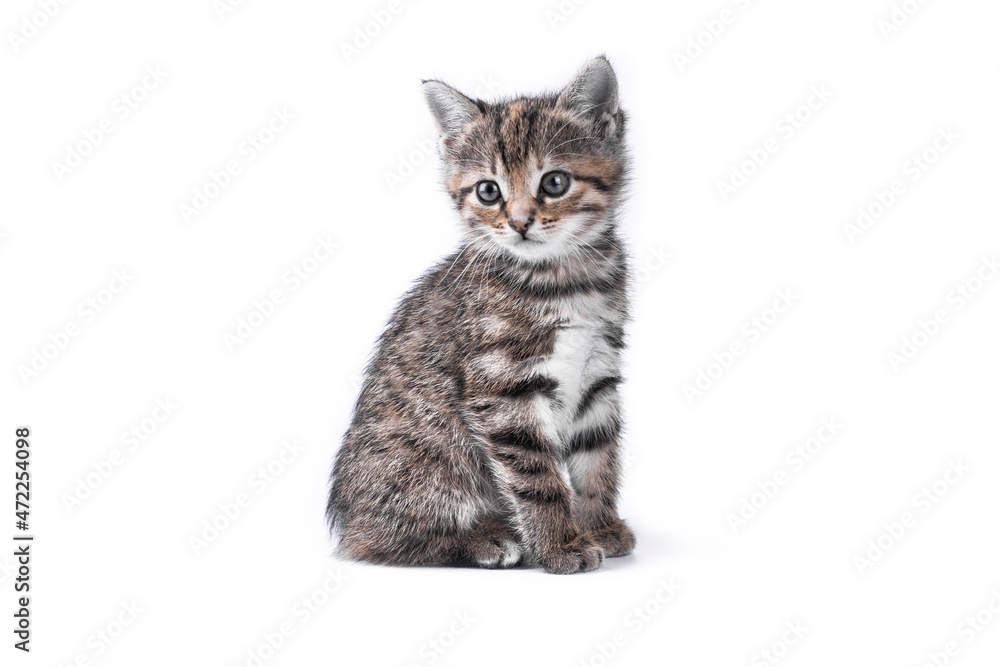 Funny small cute kitten on white background with copy space.