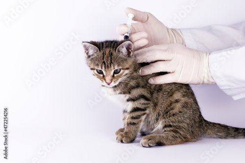 Veterinarian doctor makes a vaccination of little cute kitten. Close up image. © Natia