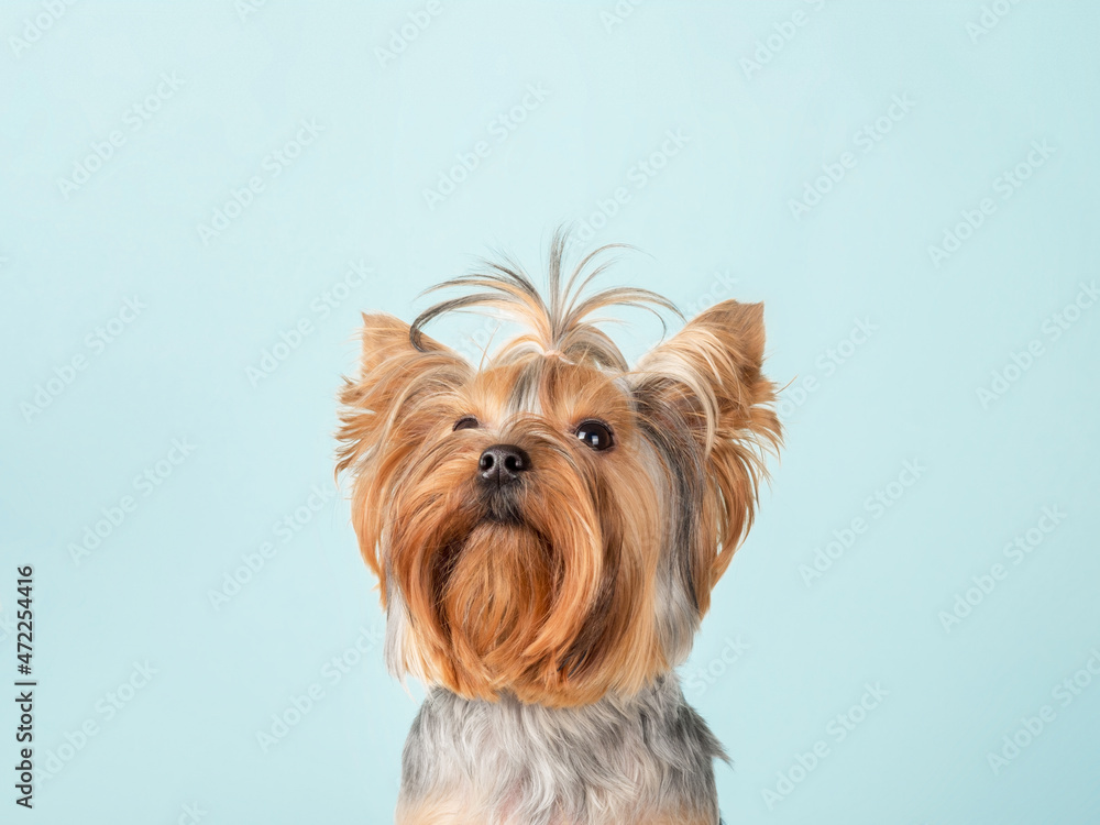 Cute Yorkshire Terrier dog with a funny hairstyle on a blue background. Copy Space
