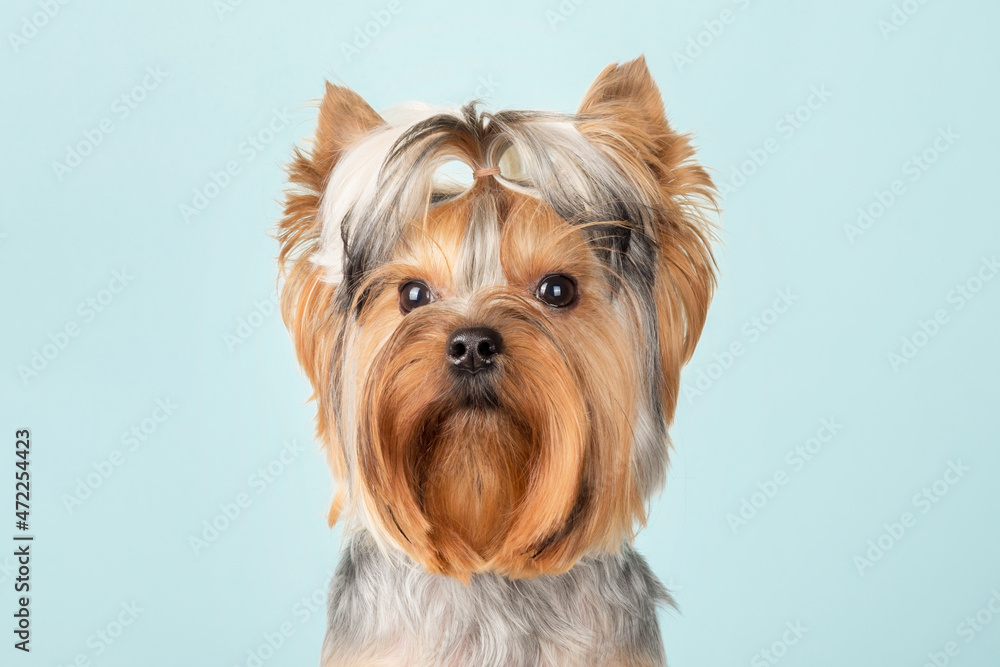 Cute Yorkshire Terrier dog with a funny hairstyle on a blue background. The dog looks at the camera.