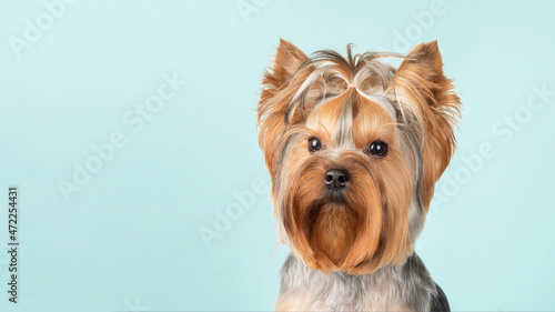 Cute Yorkshire Terrier dog with a funny hairstyle on a blue background. Looks at the camera.Copy Space.
