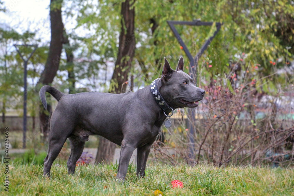 Handsome noble thai ridgeback dog is standing in the park