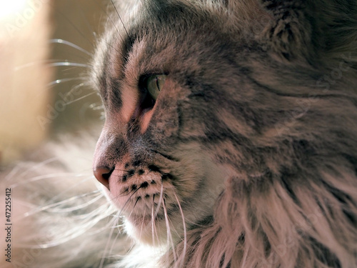 Portrait of a gray Maine Coon cat in profile