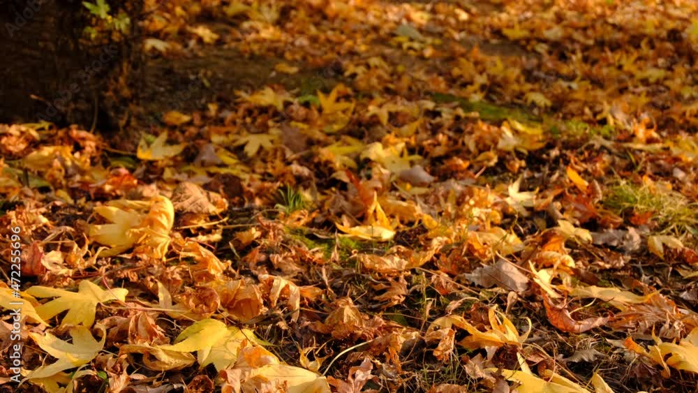Sun Rays Reflecting On Ground Fully Covered With Dry Autumn Leaves. Sun Rays Reflecting On Ground Fully Covered With Dry Autumn Leaves.