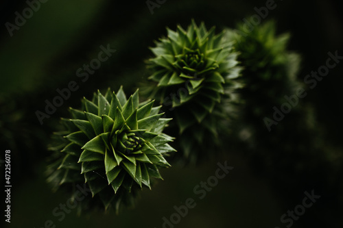 Close-up of green araucaria tree.