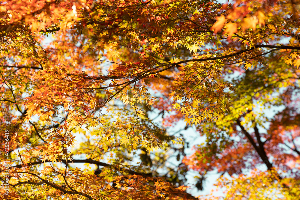Autum leafs and trees season in Japan