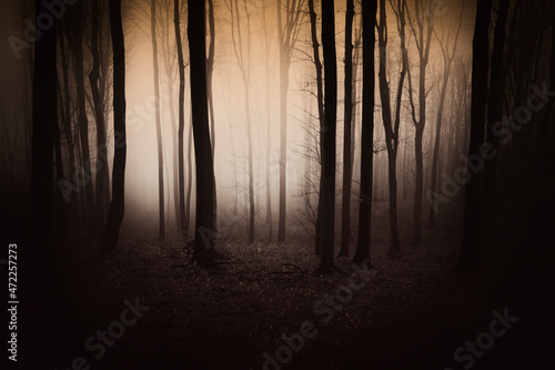 dark woods at night, scary forest background © andreiuc88