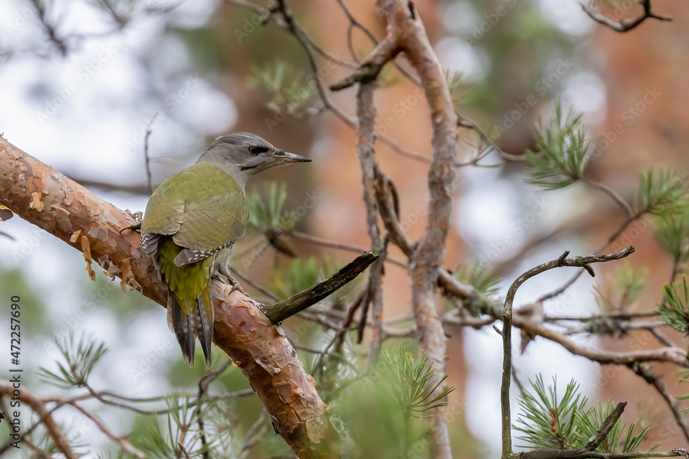 grey-headed woodpecker