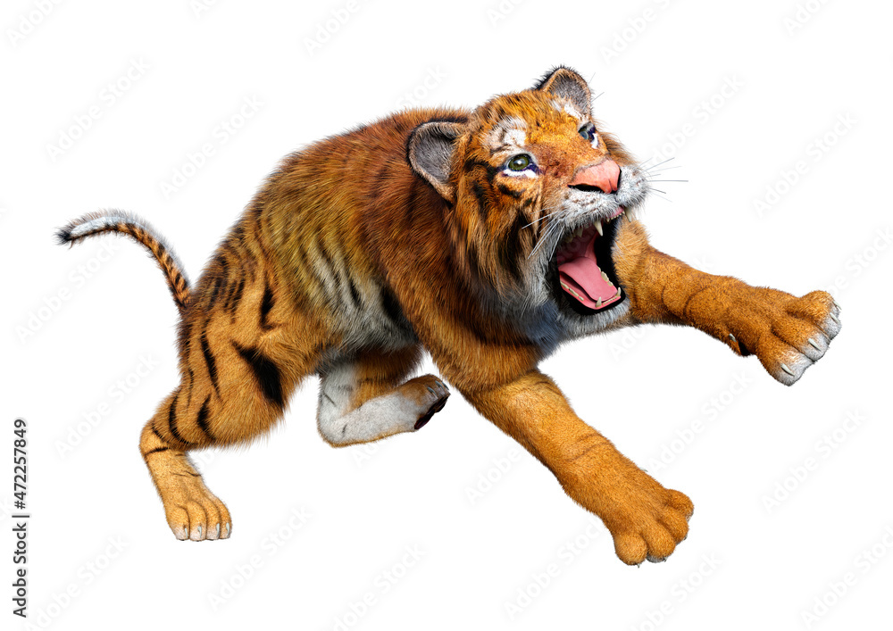 Obraz premium 3D Rendering Big Cat Tiger on White