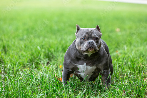 American Bully