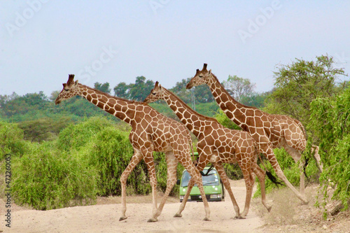 Fototapeta Naklejka Na Ścianę i Meble -  A journey of giraffes