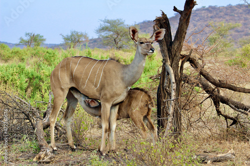 Lesser Kudu nursing
