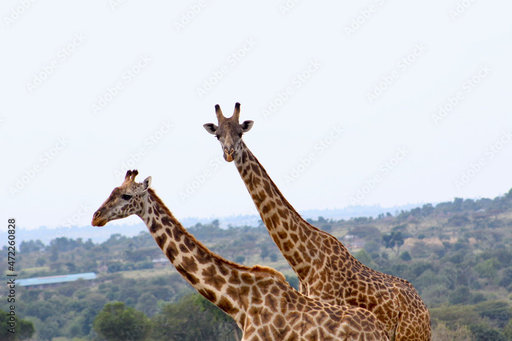 Obraz premium Giraffe