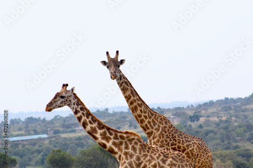 Giraffe © Elizabeth
