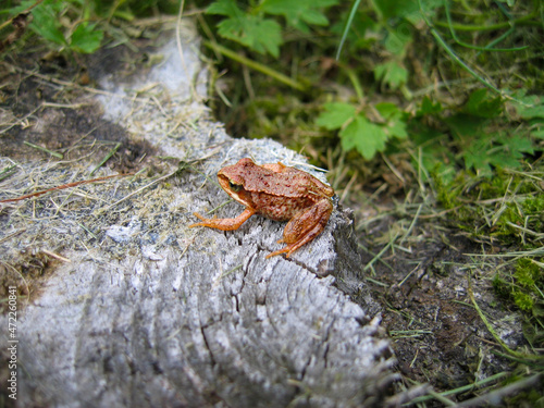 Toad in forest © Gude