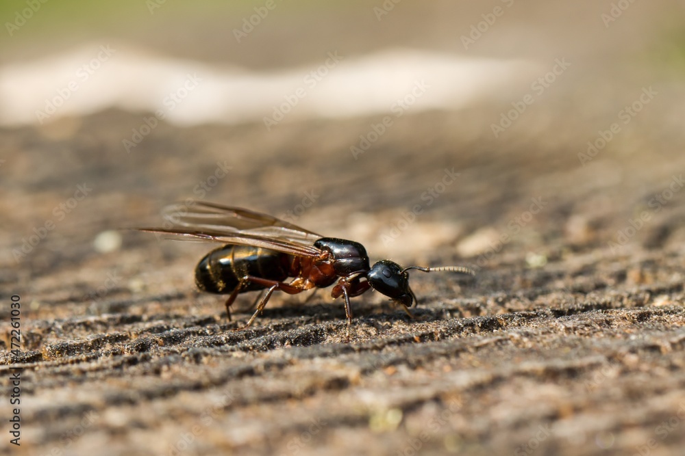 Fototapeta premium European great forest ant (Camponotus herculeanus) - female. Macro.