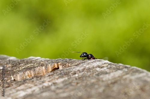 European great forest ant (Camponotus herculeanus) - female on the edge of a tree stump. Macro.