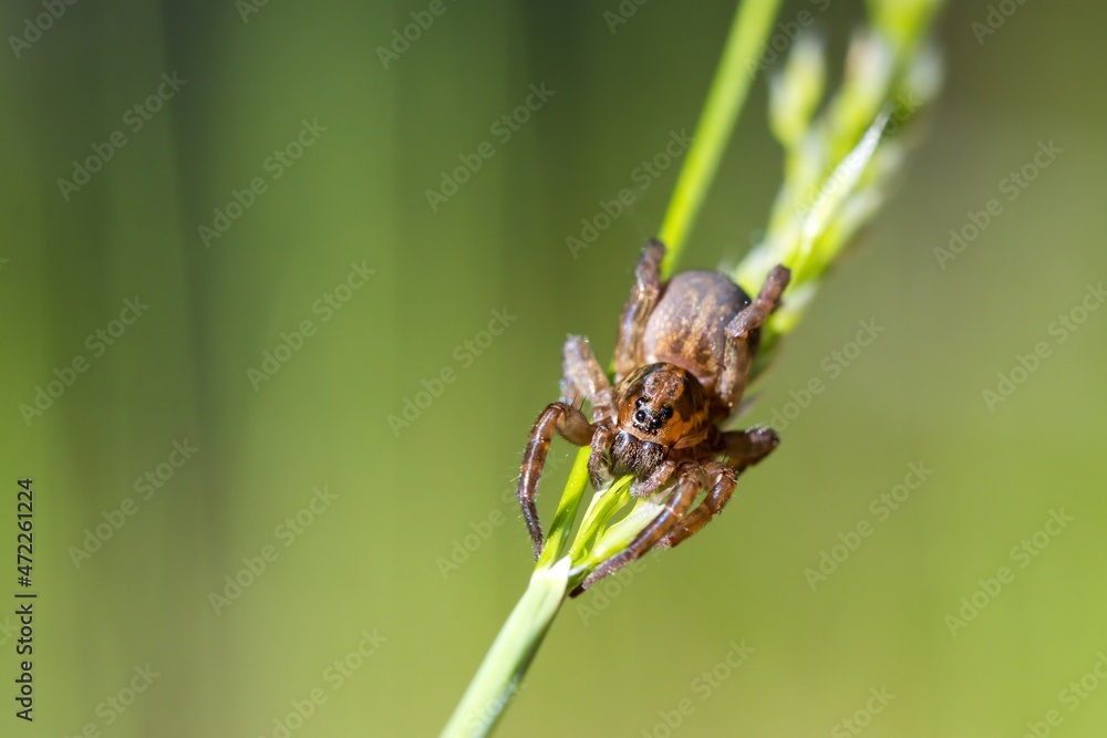 Trochosa terricola is known as the ground wolf spider. Here crawling on a blade of grass. Green background. Bokeh. Macro. Trochosa terricola is known as the ground wolf spider. Here crawling on a blade of grass. Green background. Bokeh. Macro.