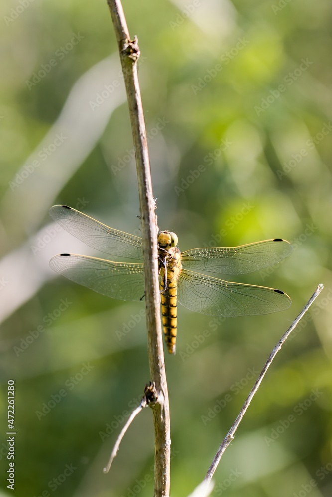 Female dragonfly (Orthetrum cancellatum) resting on a small branch. Macro. Female dragonfly (Orthetrum cancellatum) resting on a small branch. Macro.