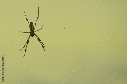 Close up Black and Brown Spider on Blank Green Background - Macro Animal Photograph - Arachnid Wildlife in Natural Habitat in Southern United States Texas - Insect on Plain Background with Copyspace © Deanna