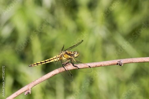 Female dragonfly (Orthetrum cancellatum) resting on a small branch. Side view.. Macro.
