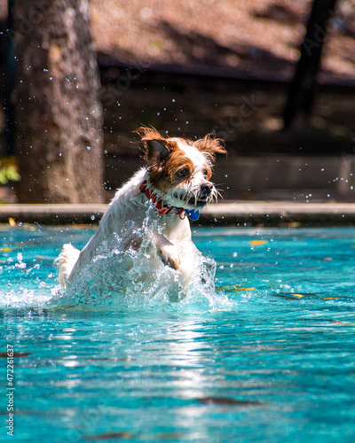 Perro refrescándose en el parque