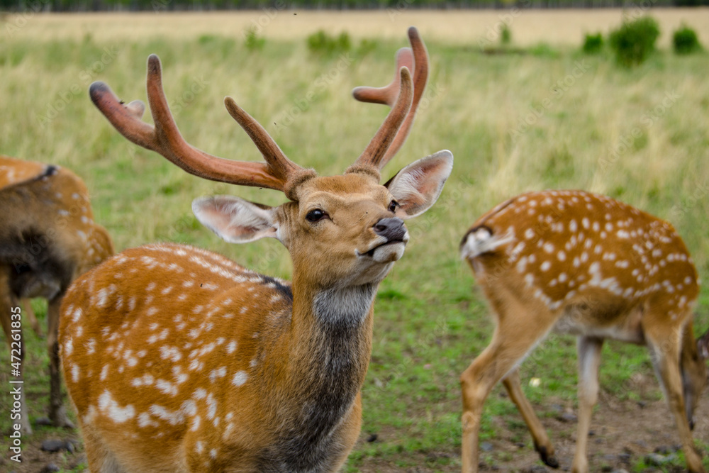Sika deer walks in the reserve in summer. Tourism in Russia. Travel to nature. Sika deer walks in the reserve in summer. Tourism in Russia. Travel to nature.