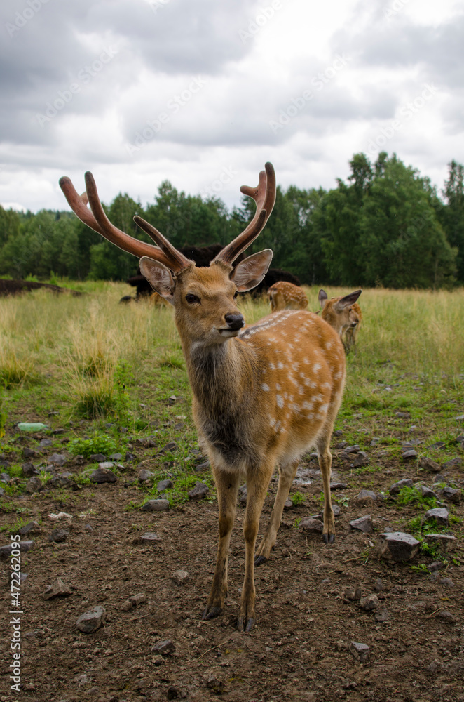 Sika deer walks in the reserve in summer. Tourism in Russia. Travel to nature. Sika deer walks in the reserve in summer. Tourism in Russia. Travel to nature.