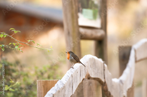 Obraz na plátně Robin Redbreast on a wood fence. European Robin