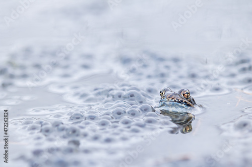 Bufo,bufo,frogs with eggs in pond photo