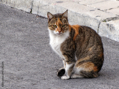 cat in the street 