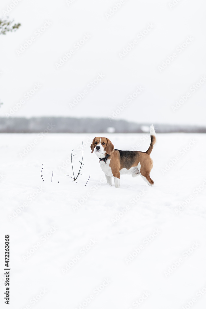 Winter beagle 