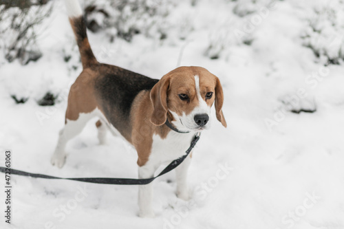 Winter beagle