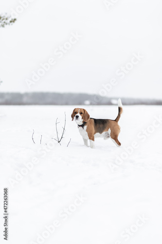 Winter beagle 