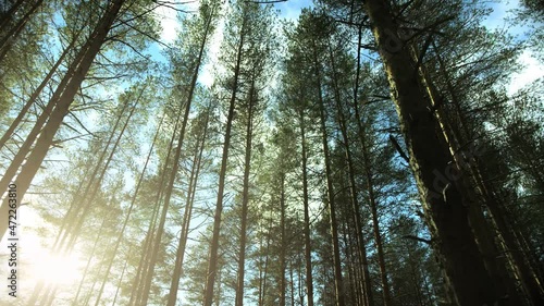 The last forests of Siberia after logging
