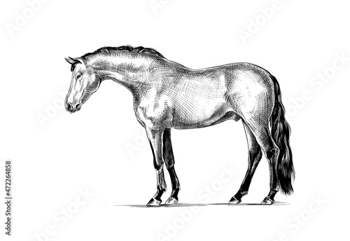 Horse