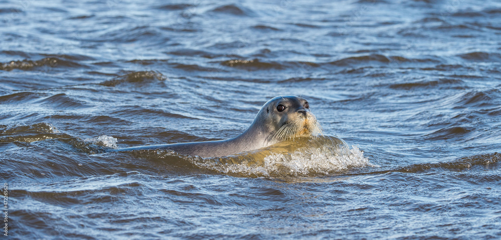 Fototapeta premium sea hare (lachtak) swims in the sea