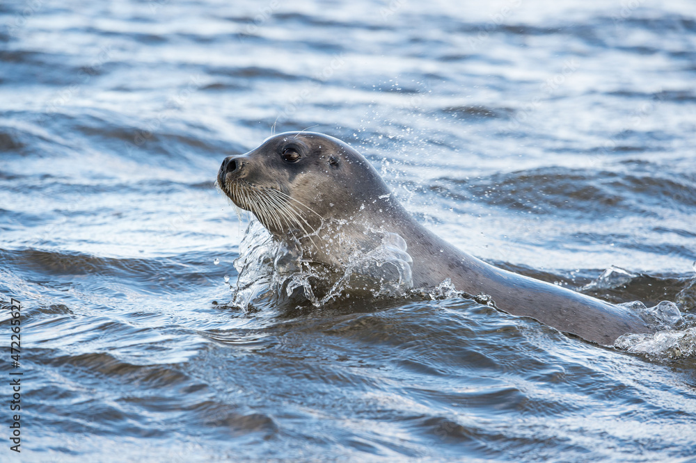 Fototapeta premium sea hare (lachtak) swims in the sea