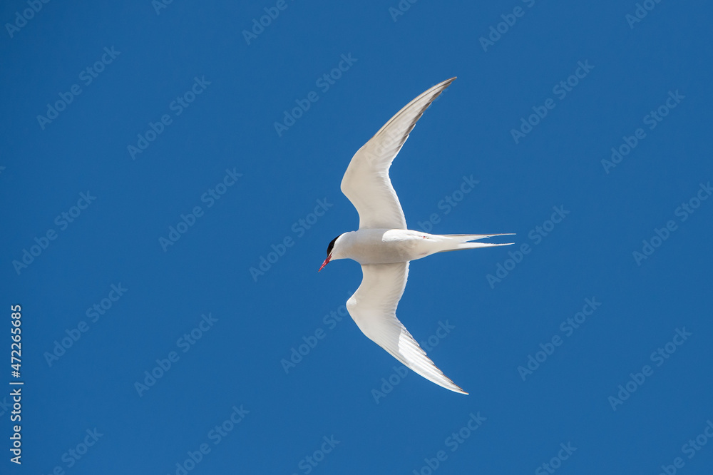the flight of a tern against a blue sky the flight of a tern against a blue sky