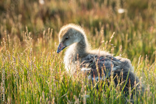 wild goose chick from the tundra