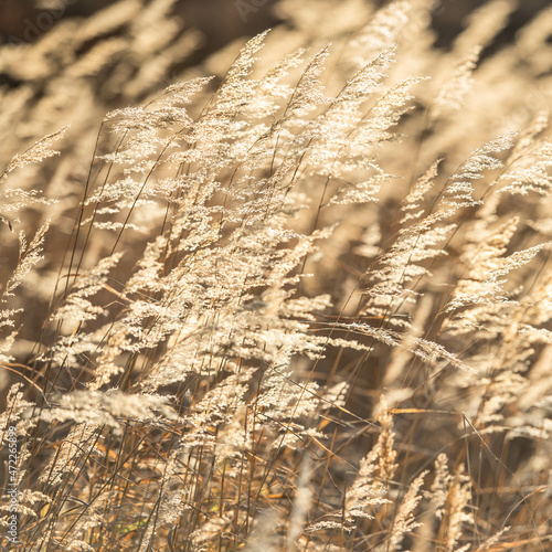 Wallpaper Mural dead wood	

 Torontodigital.ca