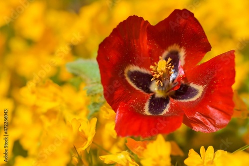 Papaver is a genus of angiosperm plants, commonly known as poppies, that belong to the family Papaveraceae photo