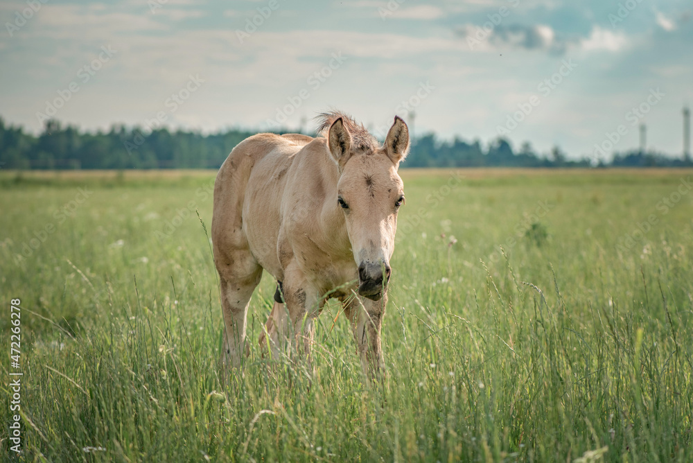 Horses of the Belorusskaya Zapryazhnaya breed are grazing on a farm field. Horses of the Belorusskaya Zapryazhnaya breed are grazing on a farm field.