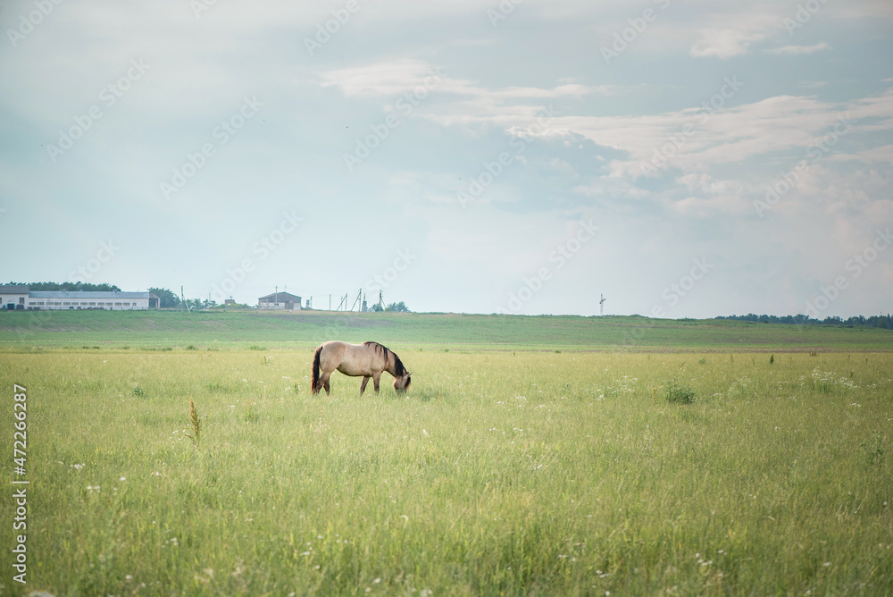 Obraz premium Horses of the Belorusskaya Zapryazhnaya breed are grazing on a farm field.