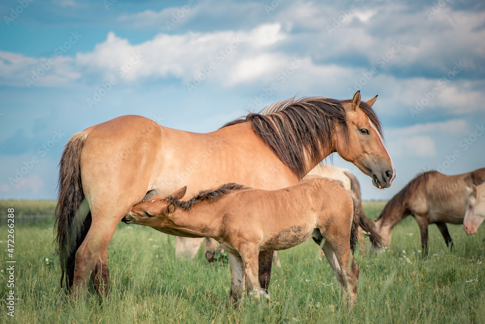 Horses of the Belorusskaya Zapryazhnaya breed are grazing on a farm field. Horses of the Belorusskaya Zapryazhnaya breed are grazing on a farm field.