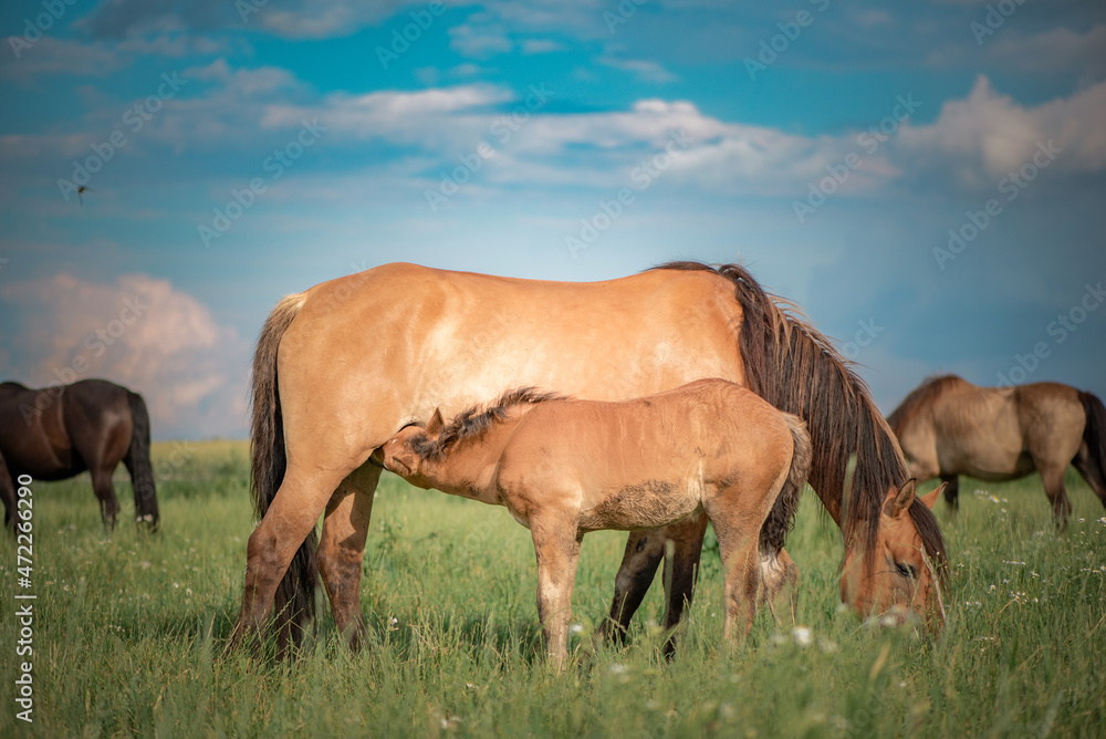 Horses of the Belorusskaya Zapryazhnaya breed are grazing on a farm field. Horses of the Belorusskaya Zapryazhnaya breed are grazing on a farm field.