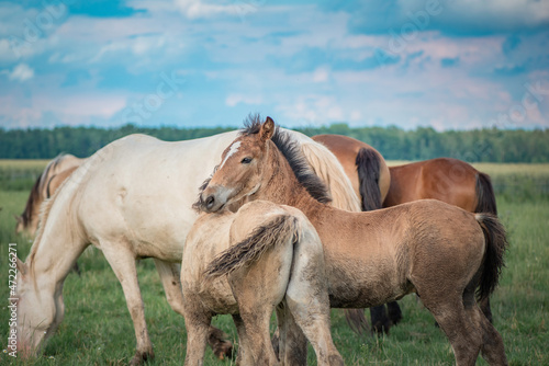 Horses of the Belorusskaya Zapryazhnaya breed are grazing on a farm field. © shymar27