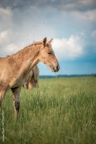 Horses of the Belorusskaya Zapryazhnaya breed are grazing on a farm field.